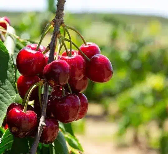 تولید نهال آلبالو گوشواره ای|خدمات باغبانی و درختکاری|چادگان, |دیوار