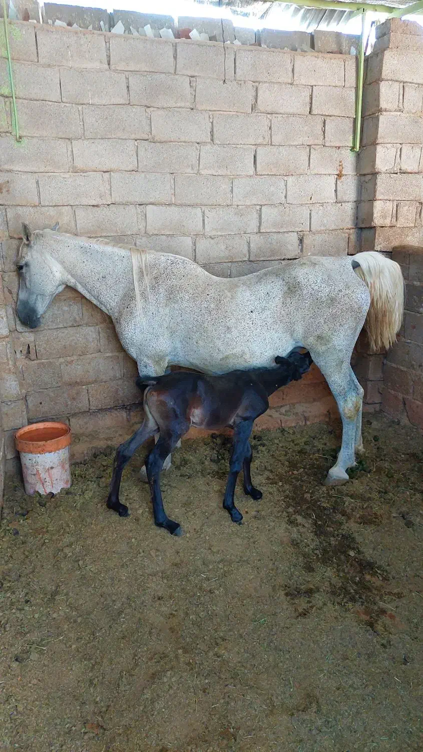 کره اسب|اسب و تجهیزات اسب‌سواری|داراب, |دیوار