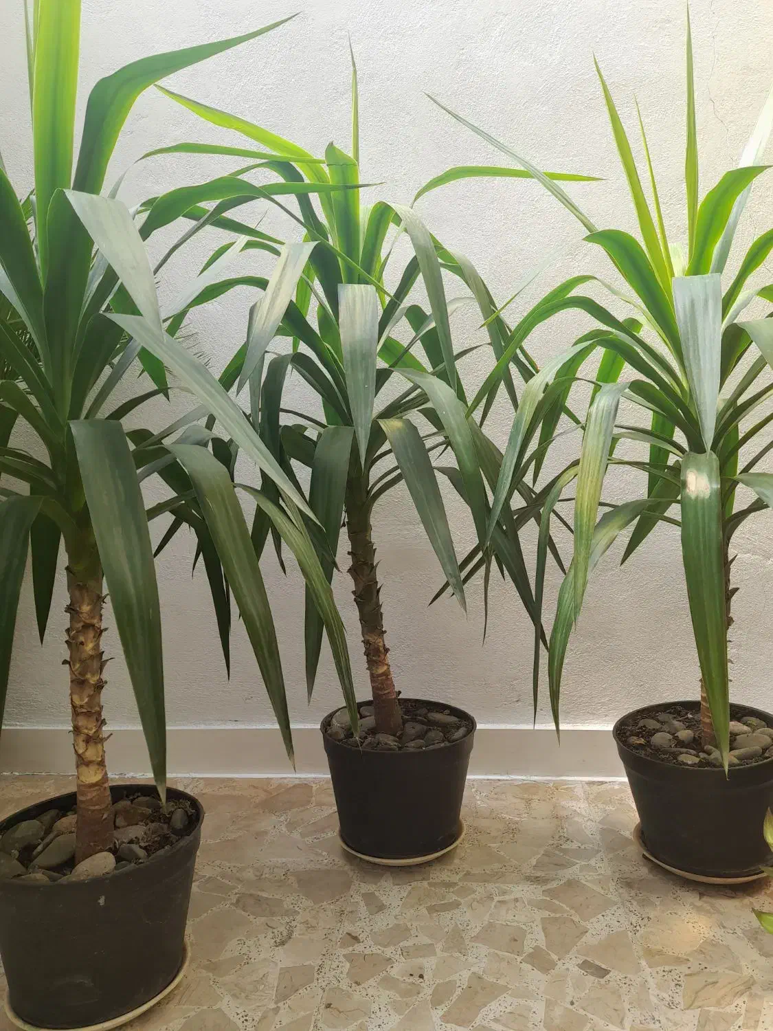 انواع  گلها  سیکاس ویوکا|گل و گیاه طبیعی|رشت, پیرکلاچای|دیوار