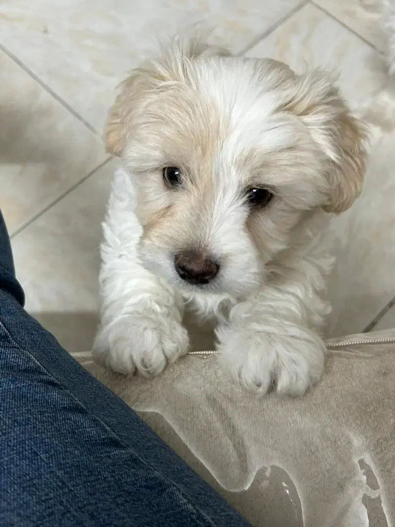 واگذاری|سگ|کرج, گلشهر|دیوار