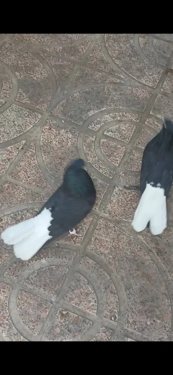 جفت دم سفید|پرنده|تهران, وردآورد|دیوار