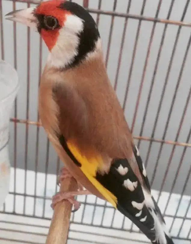 کاپشن خلبانی اصل ساعت کاسیو معاوضه سهره قناری|حراج|ری, ولی آباد|دیوار