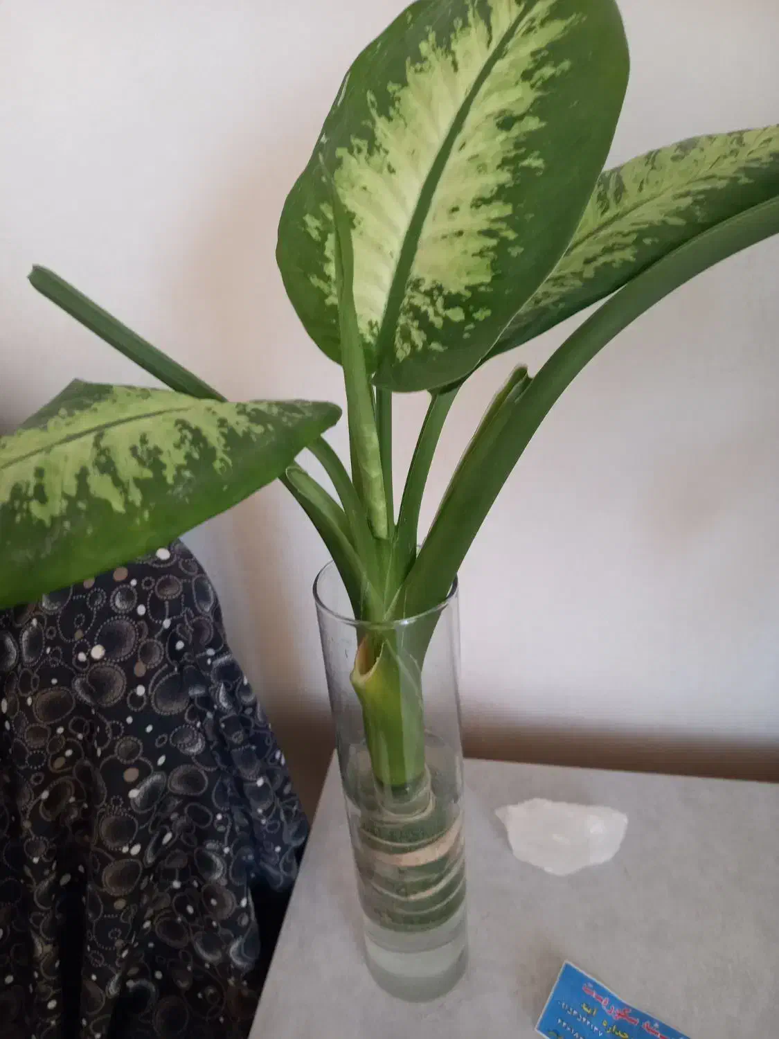 گلهای  خانگی|گل و گیاه طبیعی|نیشابور, بزرگمهر|دیوار