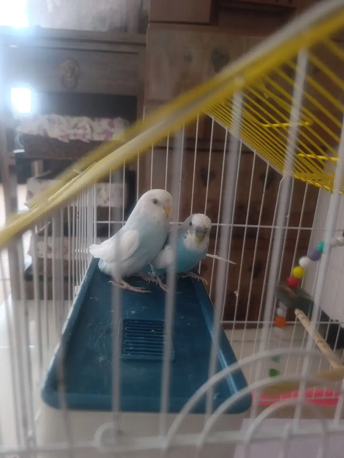 مرغ عشق نرو ماده|پرنده|میانه, |دیوار