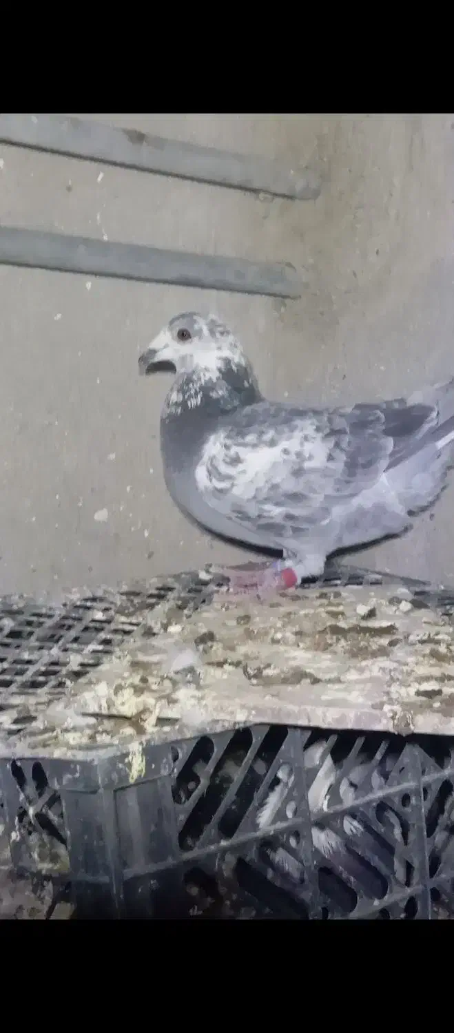 کبوتر سینه سلیمونی|پرنده|کوه چنار, |دیوار