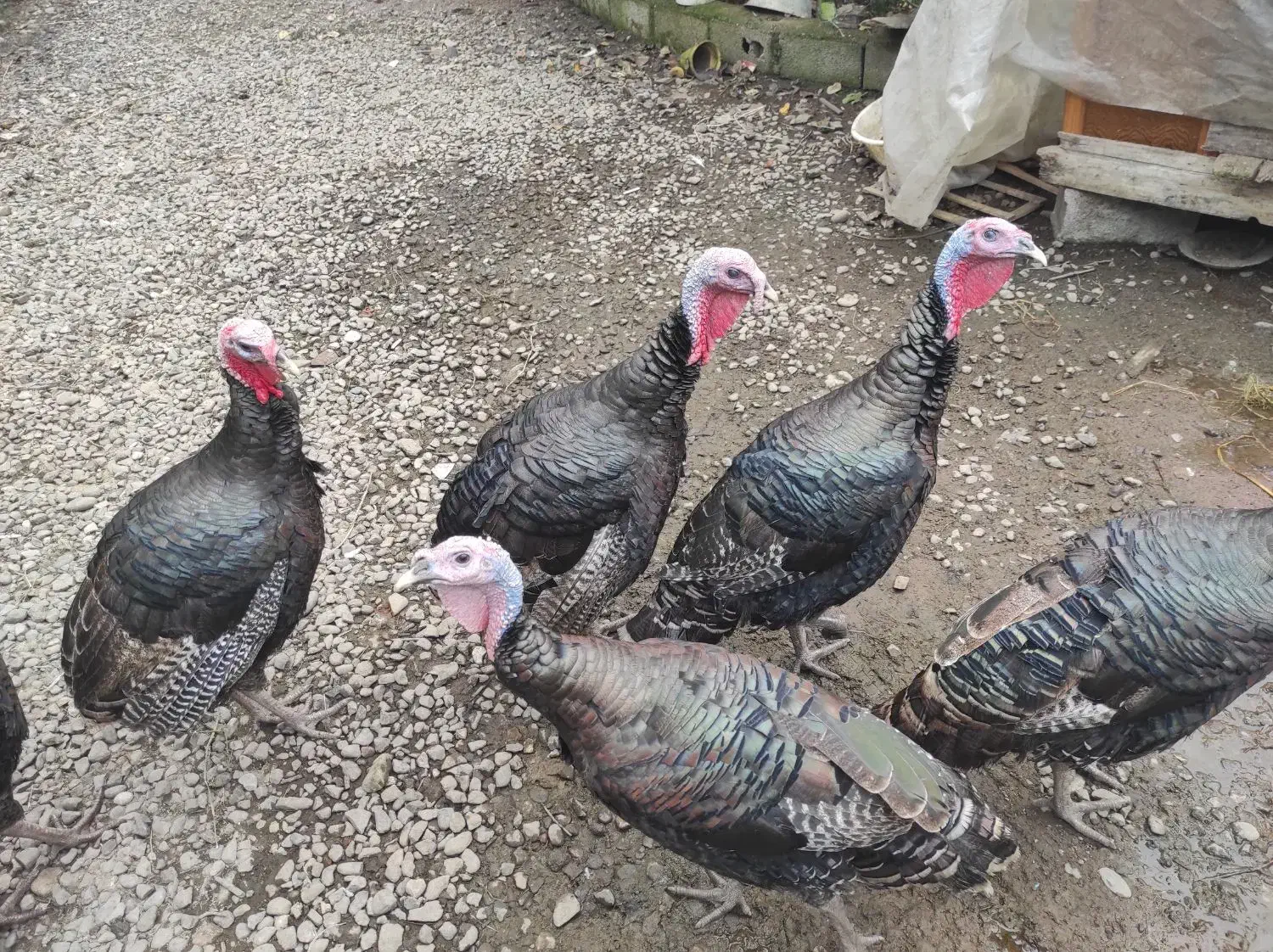 بوقلمون سرحال|حیوانات مزرعه|لاهیجان, کوی زمانی|دیوار