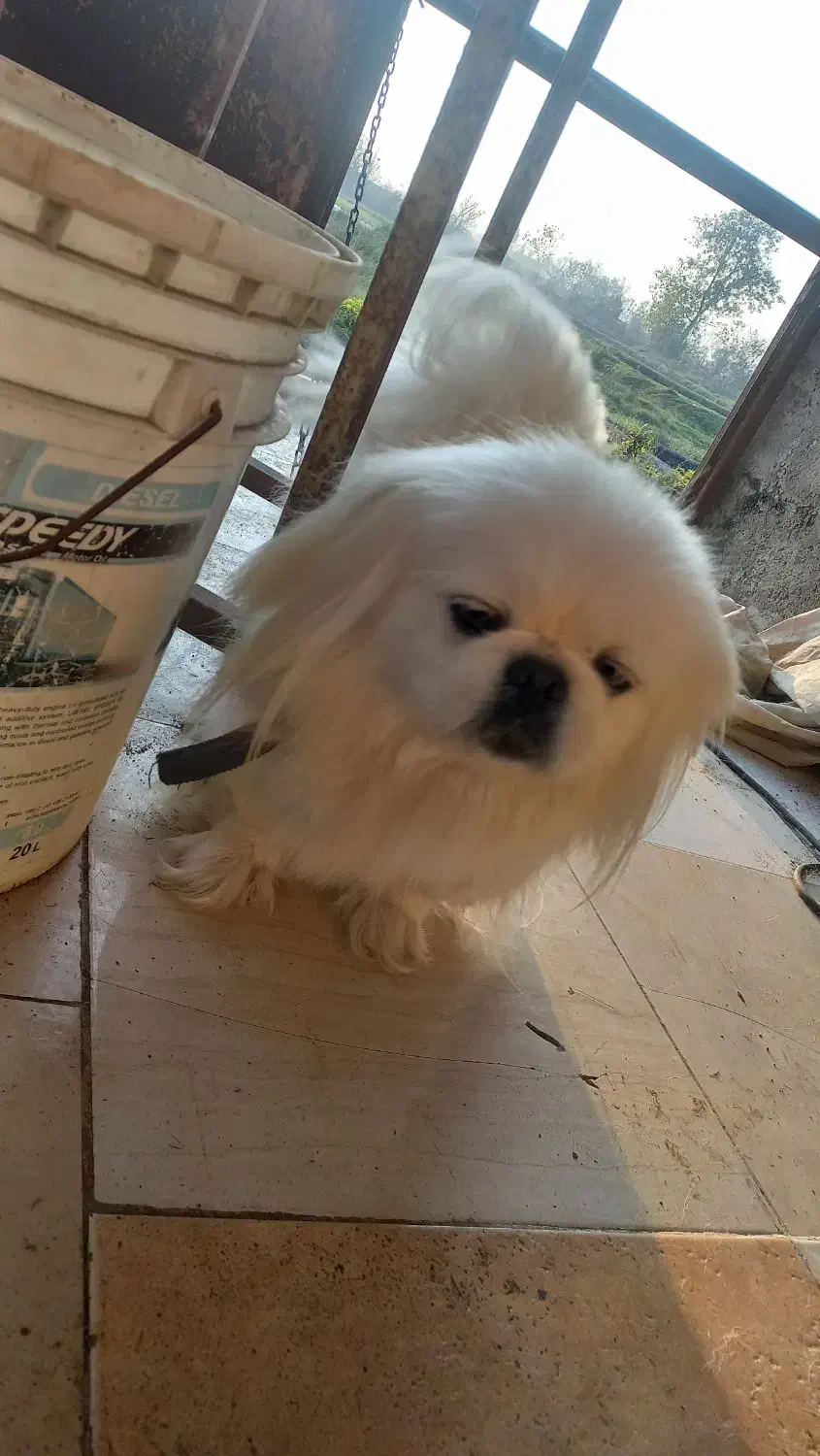 پکنیز امپریال ماده خالص|سگ|رشت, حافظ آباد|دیوار