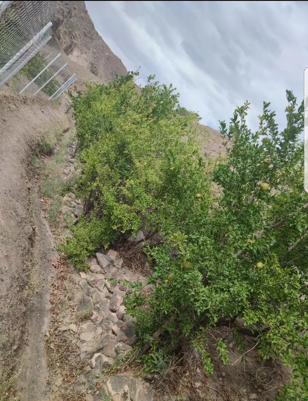 باغ واقع در روستای قز|فروش زمین و ملک کلنگی|سبزوار, کراب|دیوار