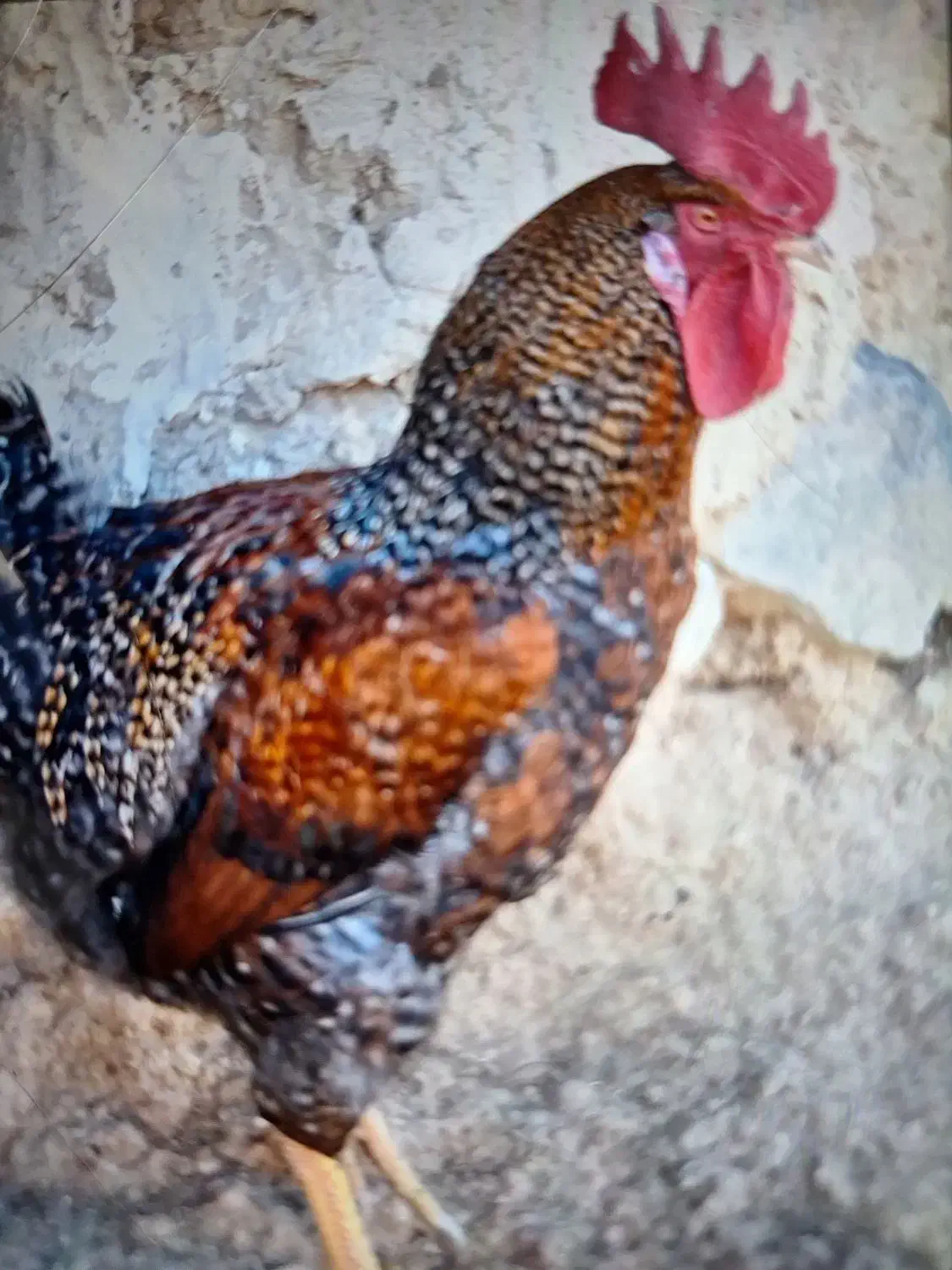 خروس محلی|حیوانات مزرعه|رابر, |دیوار