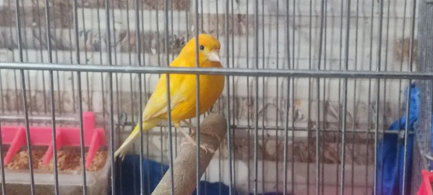 قناری رد فاکتور یه جفت نر ماده|پرنده|خرم‌آباد, |دیوار