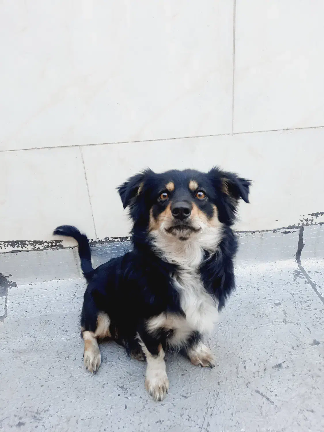 سگ ژرمن اشپیتز|سگ|لنجان, |دیوار