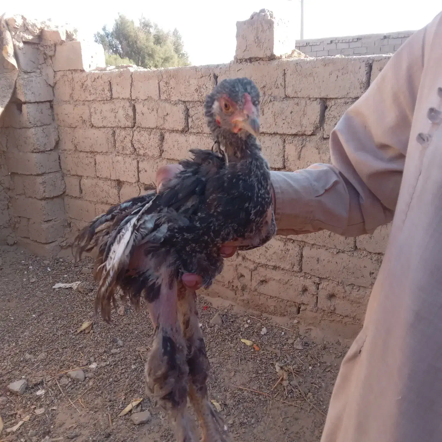 با سلام خسته نباشید|حیوانات مزرعه|زهک, |دیوار