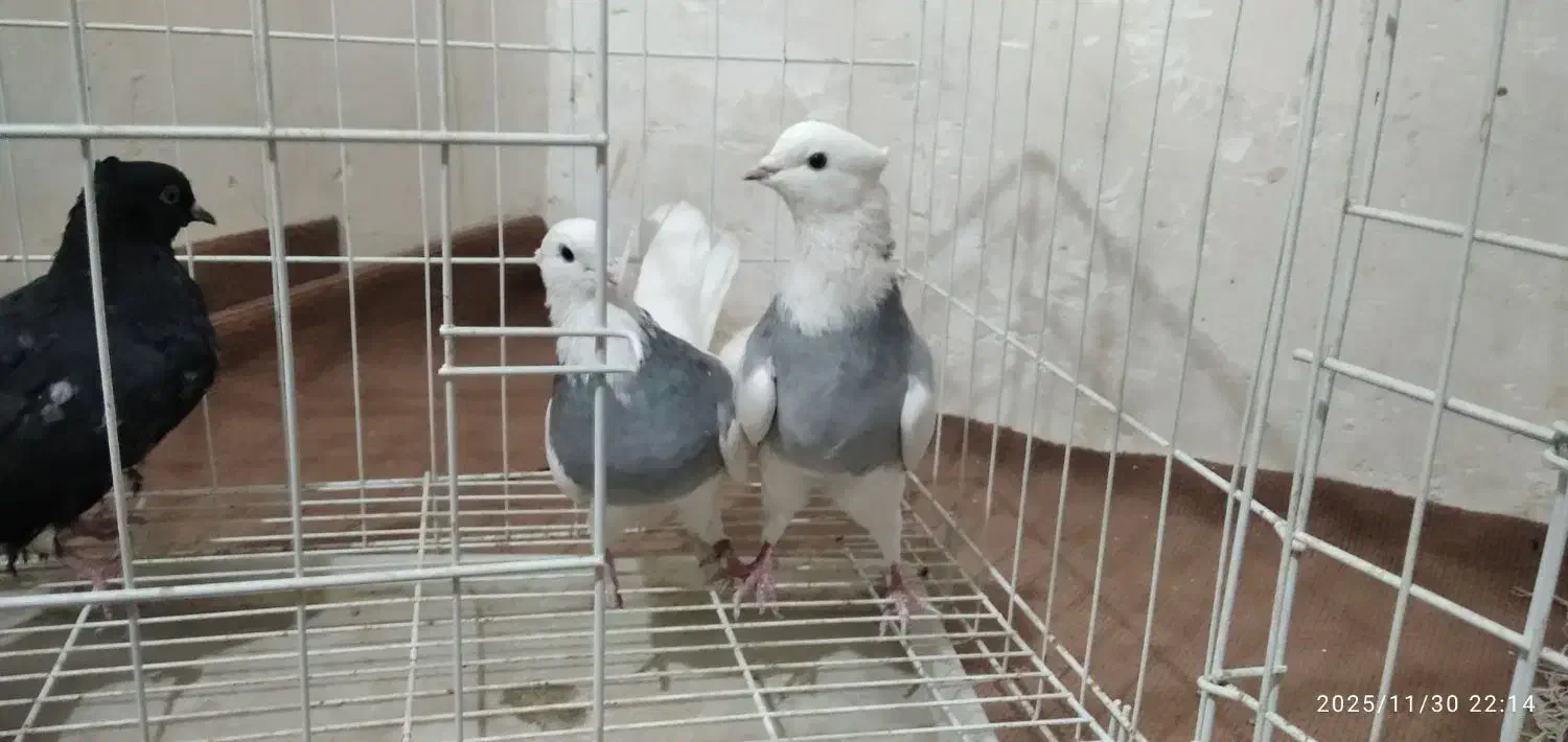 طوقی صحرای نباشد  و دم سفید|پرنده|همدان, |دیوار