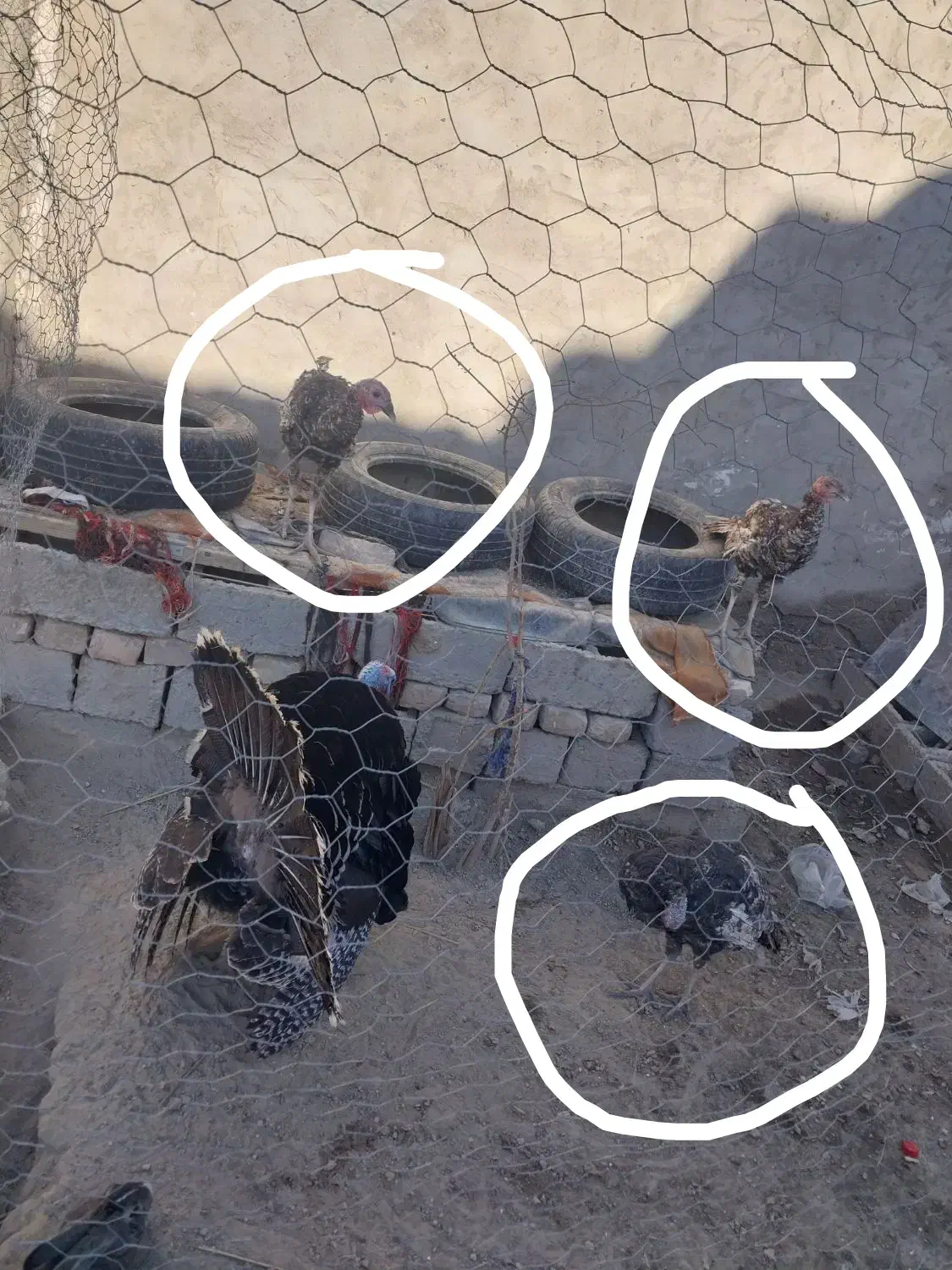 بوقلمون|حیوانات مزرعه|زهک, |دیوار