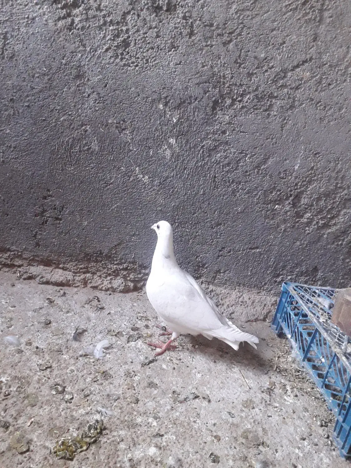 کبوتر|پرنده|تایباد, |دیوار