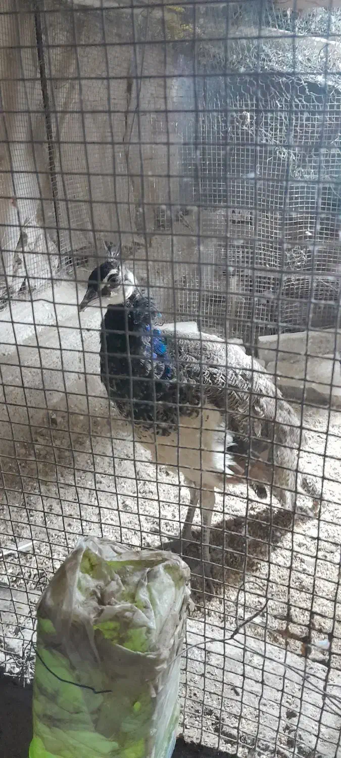 جوجه طاووس ۷ماهه|پرنده|ایرانشهر, |دیوار