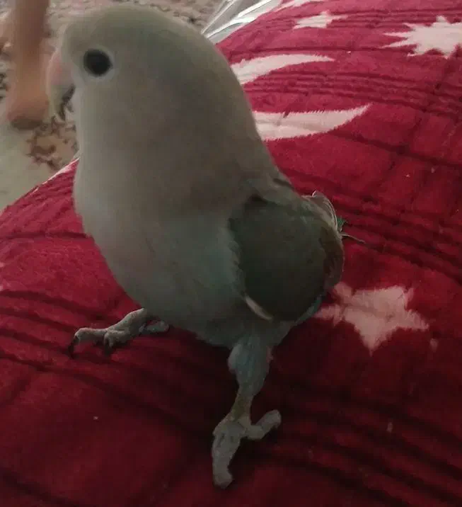 پرنده|پرنده|برازجان, |دیوار