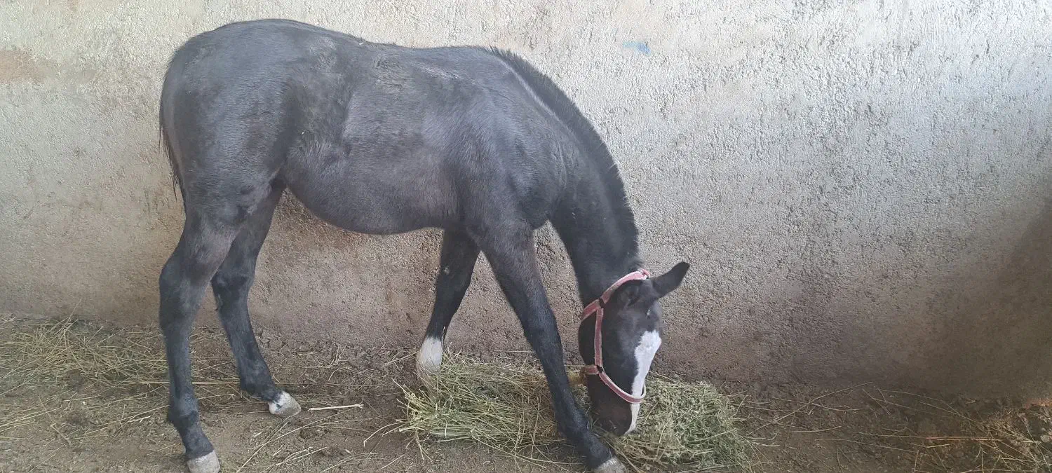 کره اسب|اسب و تجهیزات اسبسواری|تاتار علیا, |دیوار