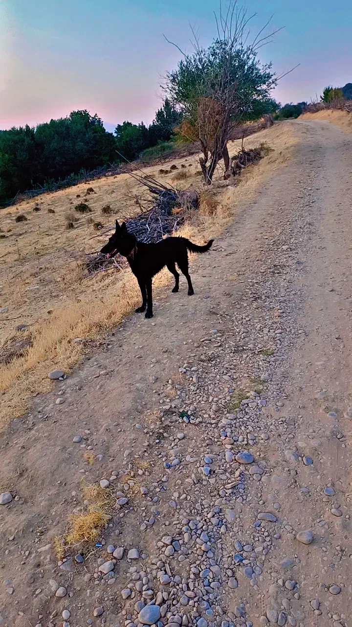 مالینیوز و ژرمن|سگ|همایجان, |دیوار