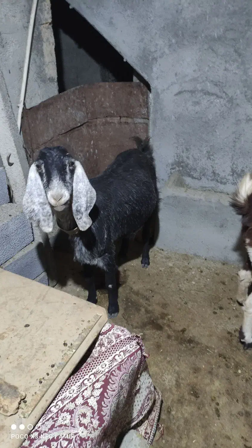 بز هلندی|حیوانات مزرعه|صحنه, |دیوار