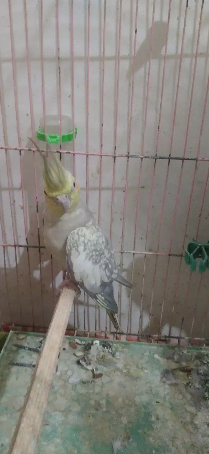 جفت عروس هلندی|پرنده|لوندویل, |دیوار