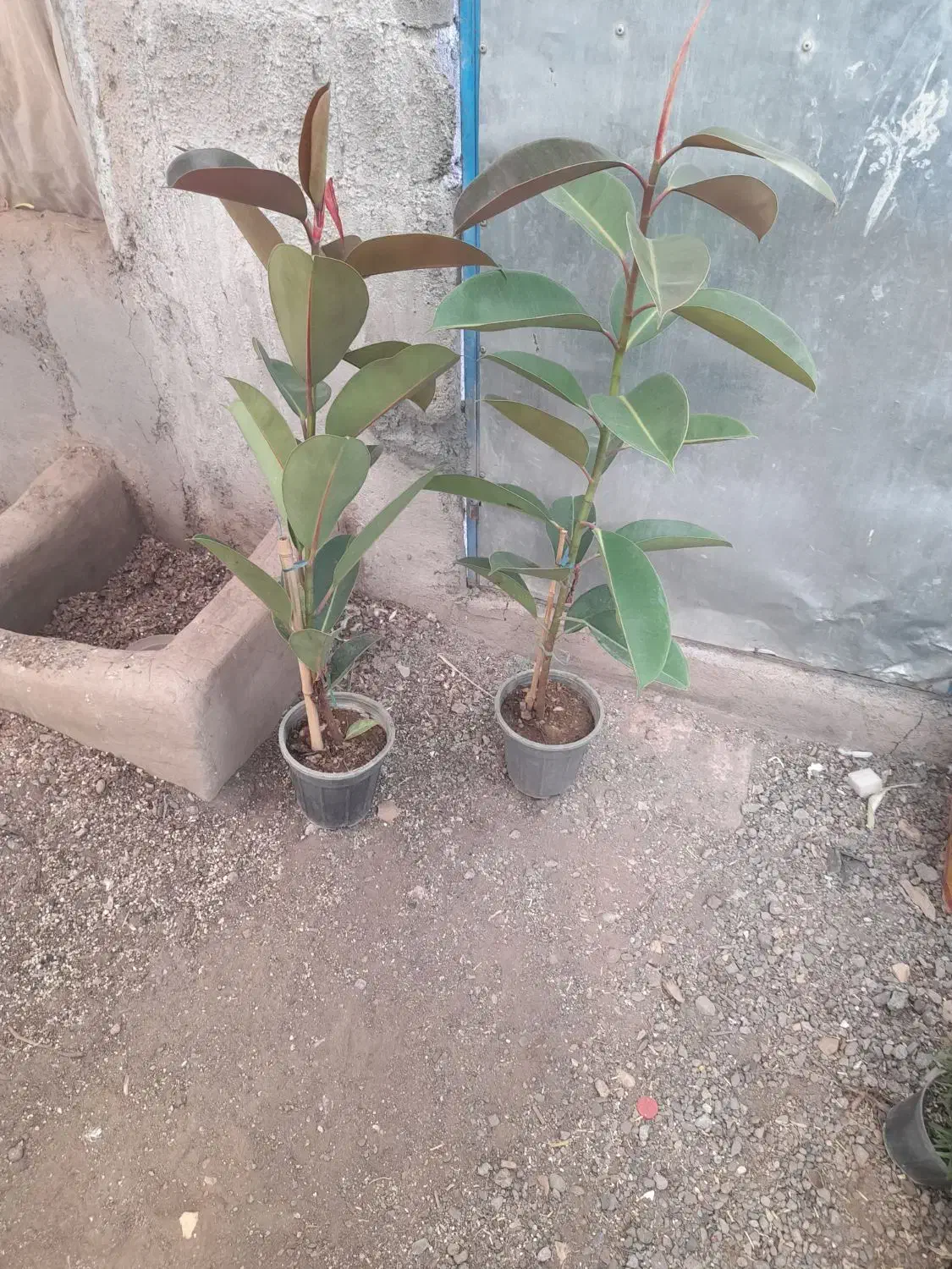 انواع فیلتوس از۱۸۰تا۲۷۰|گل و گیاه طبیعی|تربت جام, تیپ ۳۸ زرهی تربت جام|دیوار