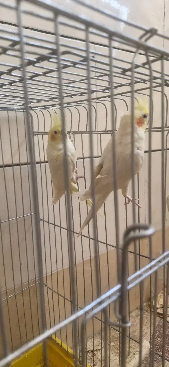 دو جفت طوطی|پرنده|بهبهان, |دیوار