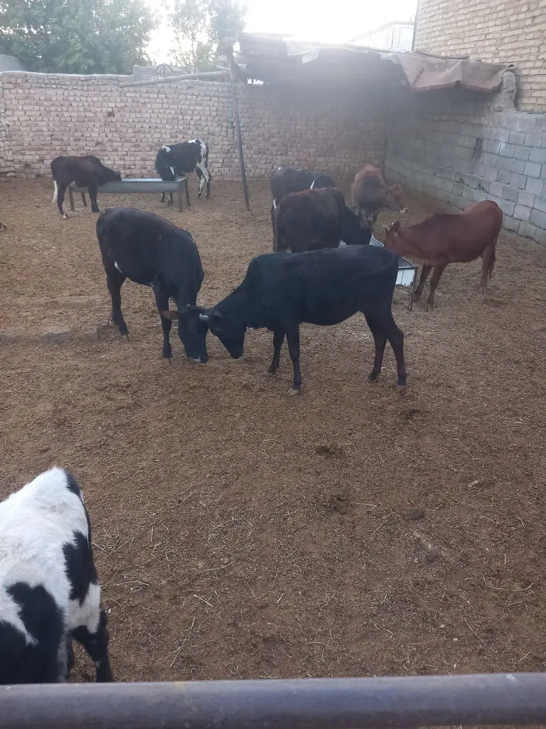 گوساله ماده محلی چاق|حیوانات مزرعه|شهریار, شهرک امیریه|دیوار
