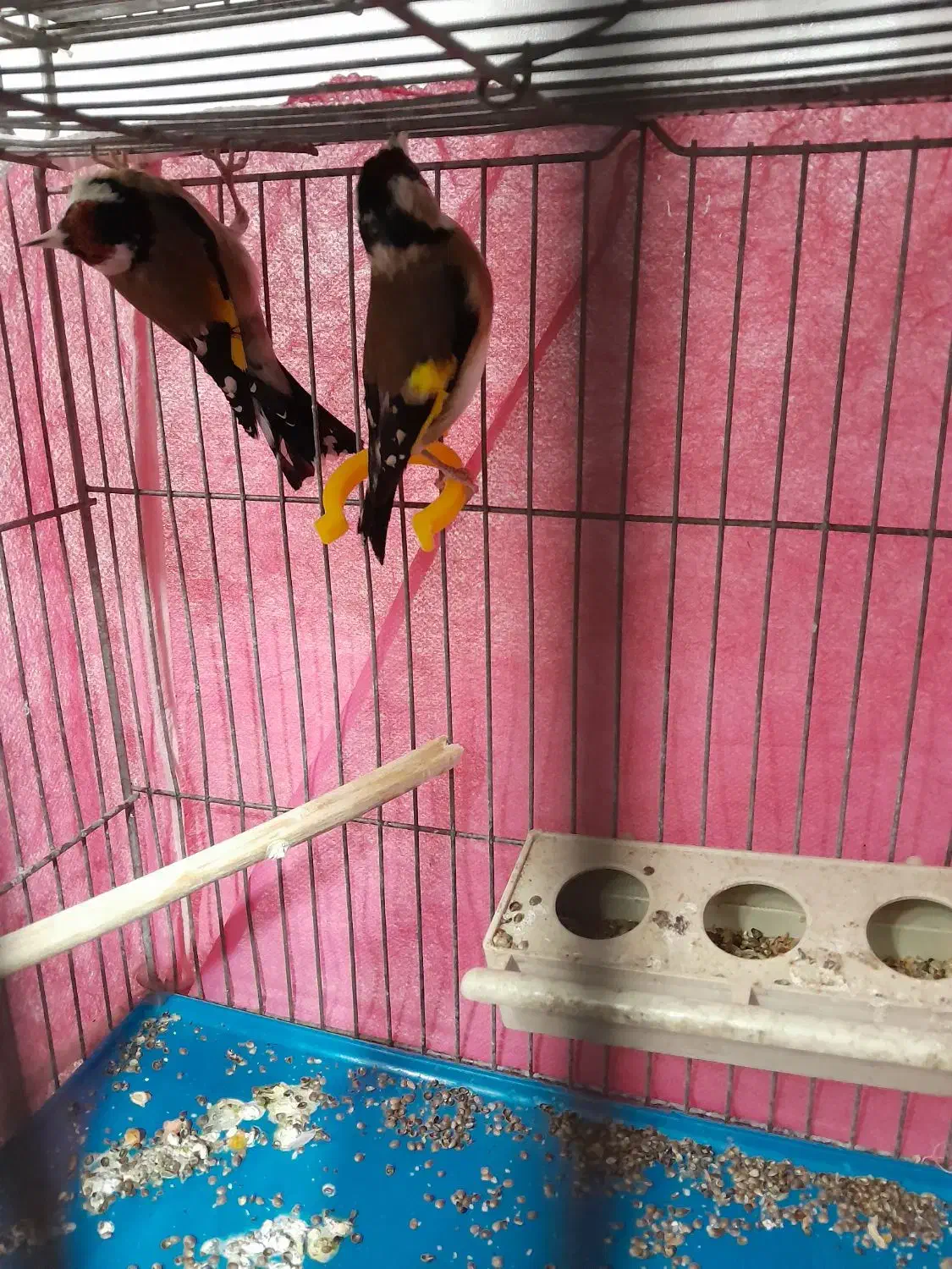 سهره نروماده یادوتانر|پرنده|اصفهان, عاشق‌آباد|دیوار