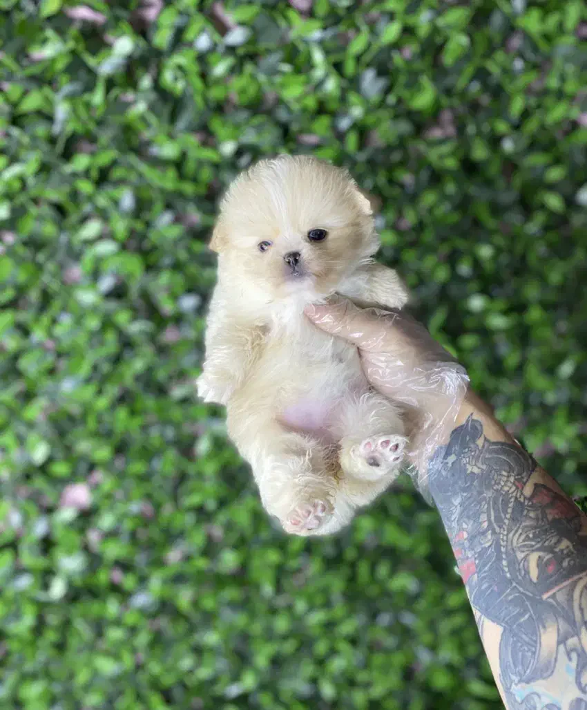 فروش پامرانین واکسینه با ضمانت|سگ|کرج, کوی امامیه|دیوار