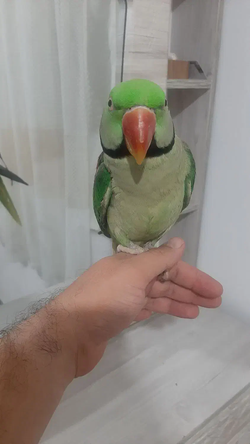 شاه طوطی نر فوق العاده رام ودستی|پرنده|شهریار, شهرک وائین|دیوار