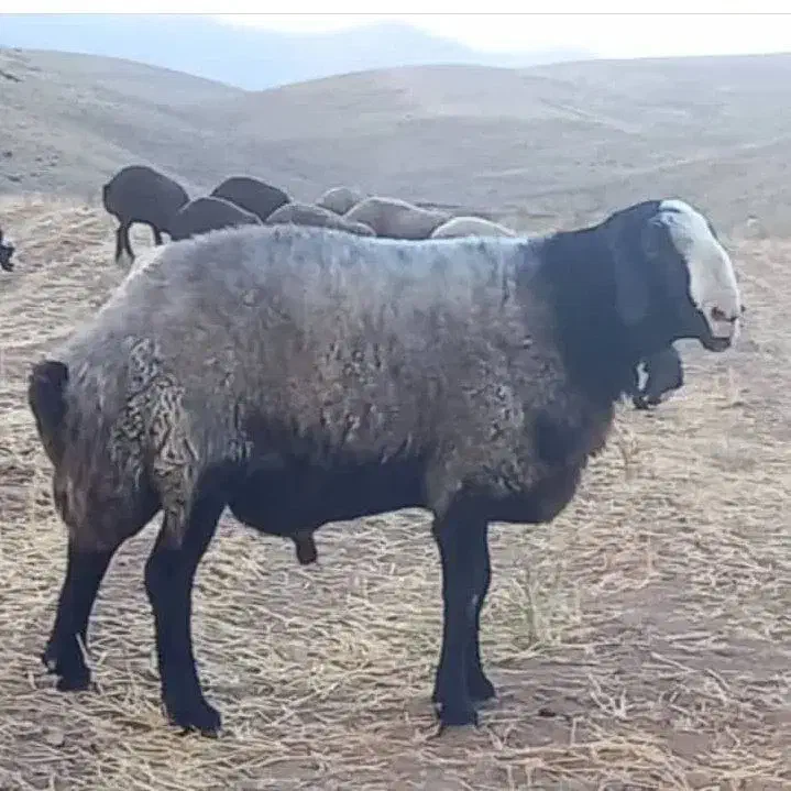 فروش گوسفند نـژاد شال|حیوانات مزرعه|مهریز, |دیوار