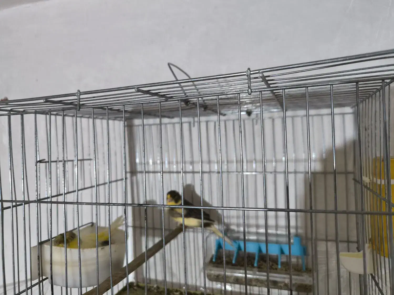 جفت قناری نر و ماده|پرنده|پیرانشهر, |دیوار