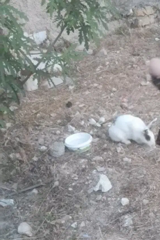 خرگوش|موش و خرگوش|کازرون, |دیوار