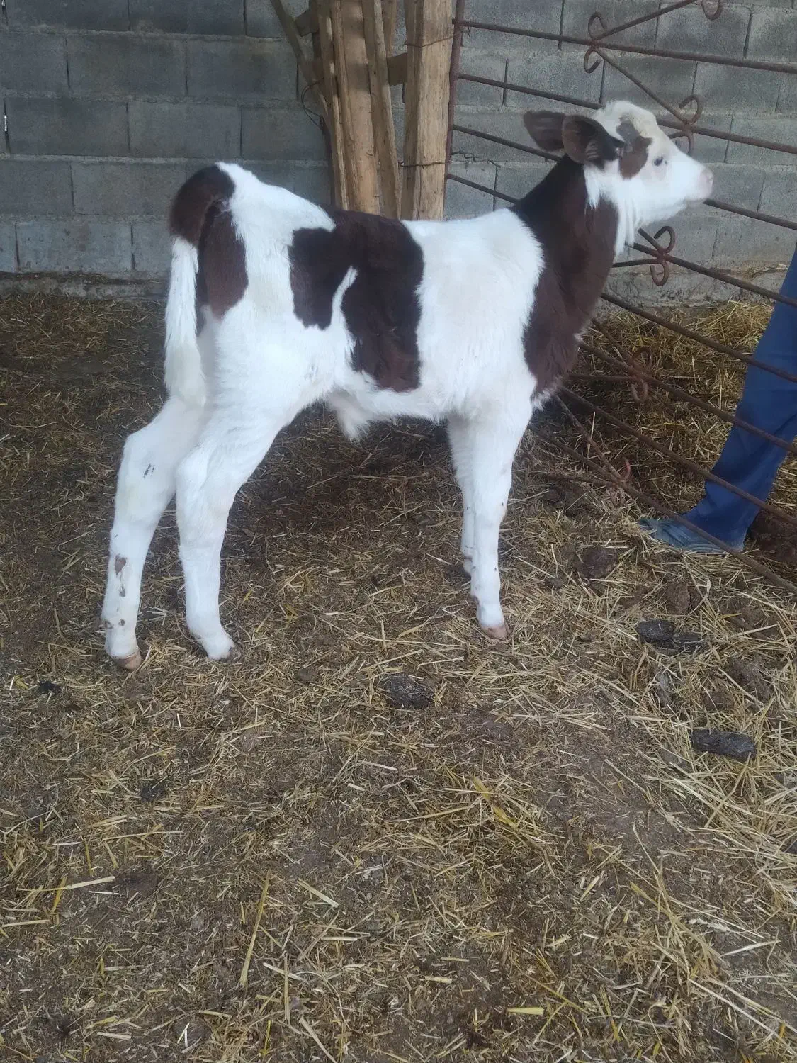 گوساله نر سیمینتال|حیوانات مزرعه|سیمین شهر, |دیوار