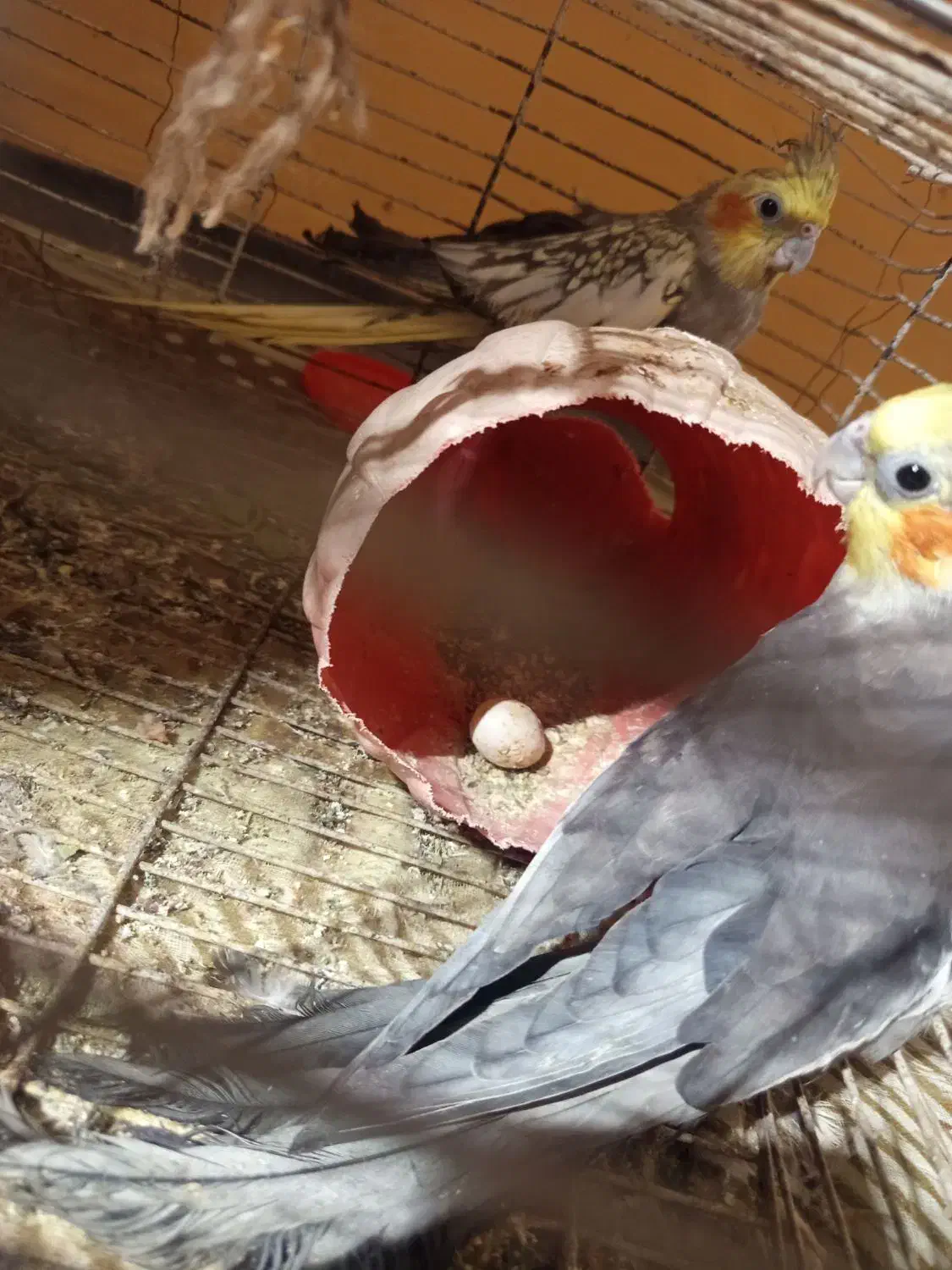 عروس هلندی|پرنده|ریگ, |دیوار