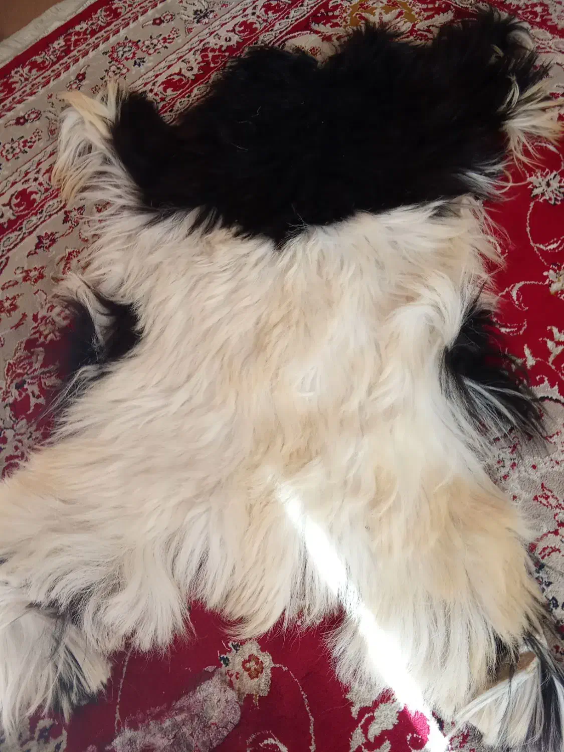 پوست دباغی|صنایع دستی و سایر لوازم تزئینی|شیراز, شهرک گلستان|دیوار