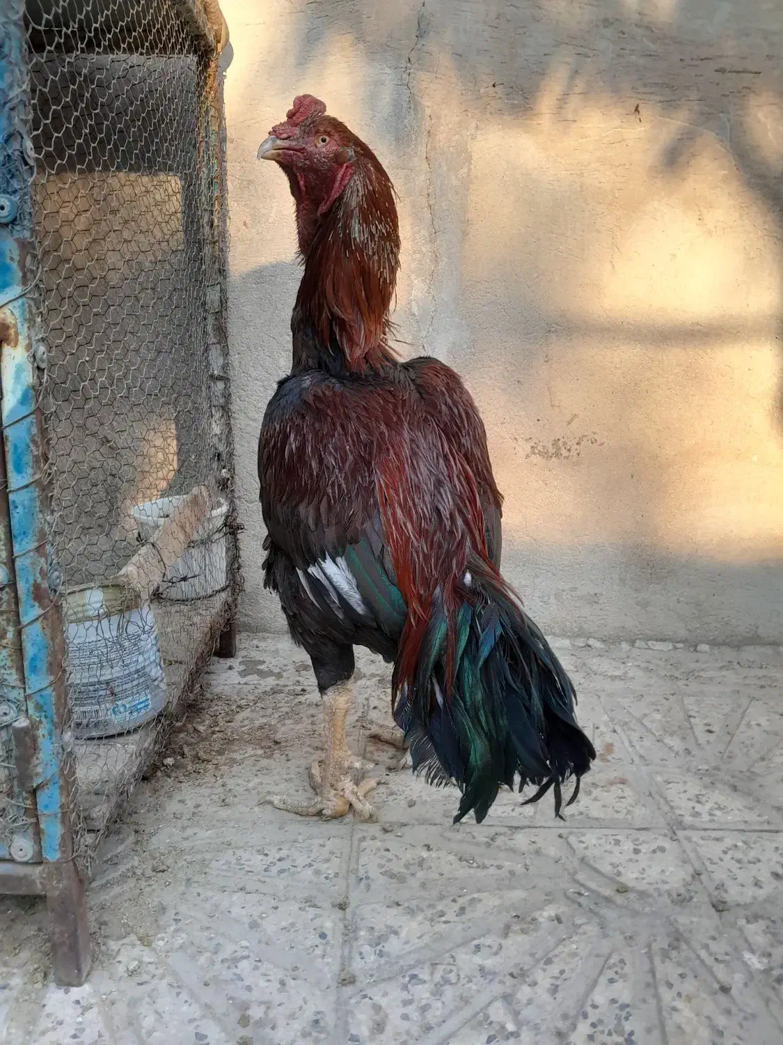 خروس لاری|حیوانات مزرعه|رباطکریم, رباطکریم|دیوار