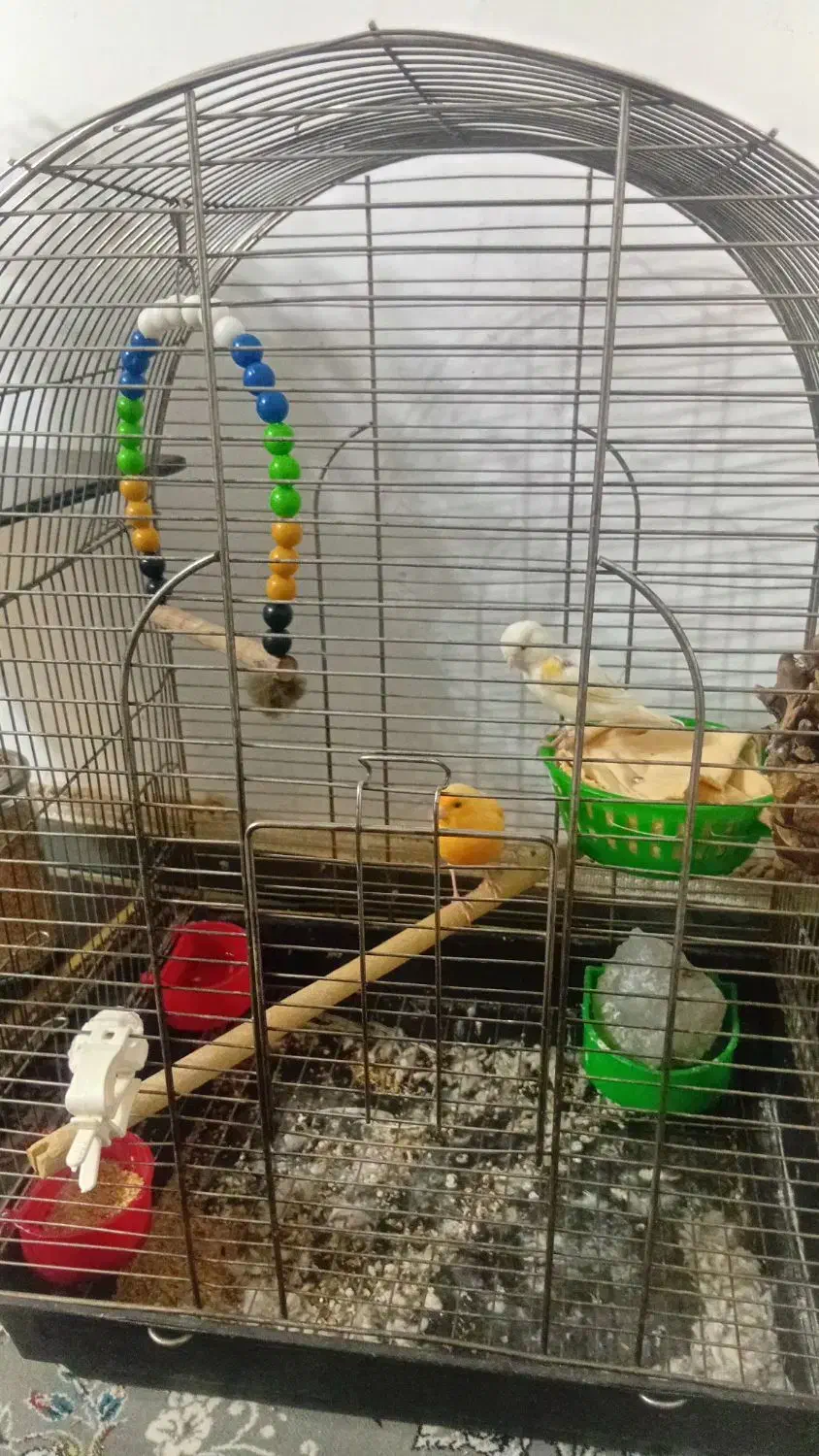 مولد قناری موزیکال|پرنده|نهاوند, |دیوار