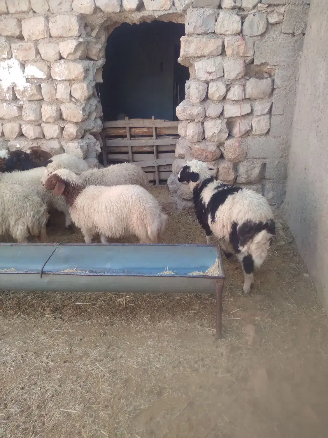 12راس بره ماده/انجیره|حیوانات مزرعه|آبدانان, |دیوار