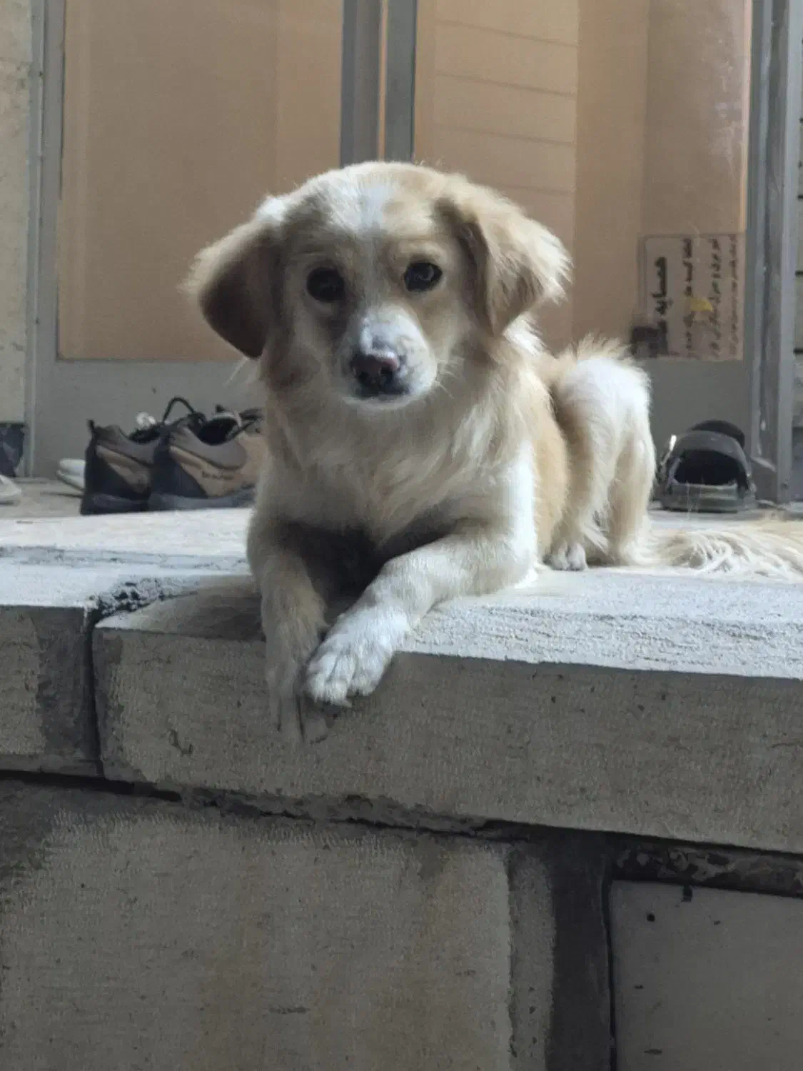 واگذاری سگ|سگ|برخوار, |دیوار