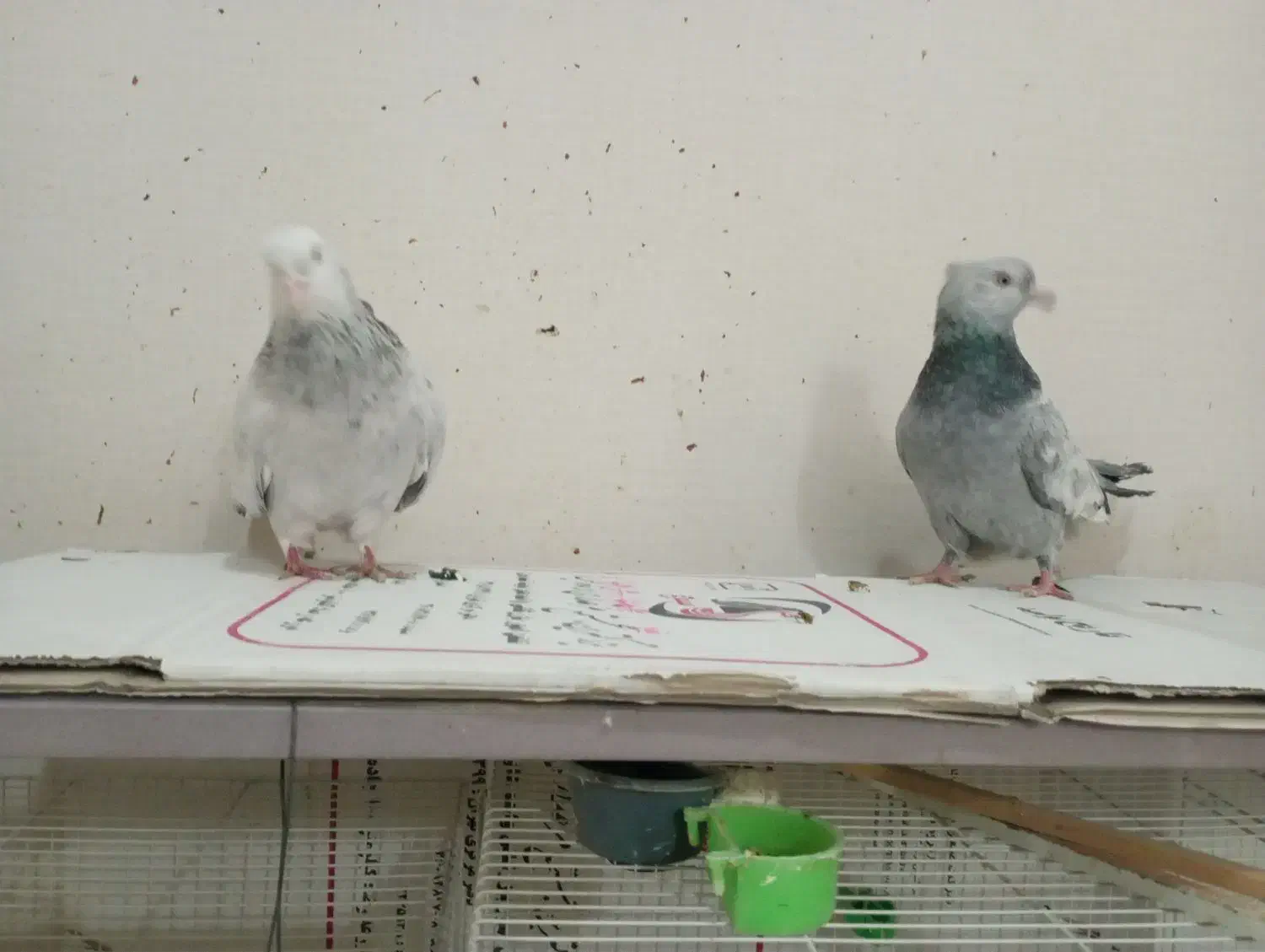 جفت سینه سبز و آبی،سینه سیاه|پرنده|قوچان, |دیوار