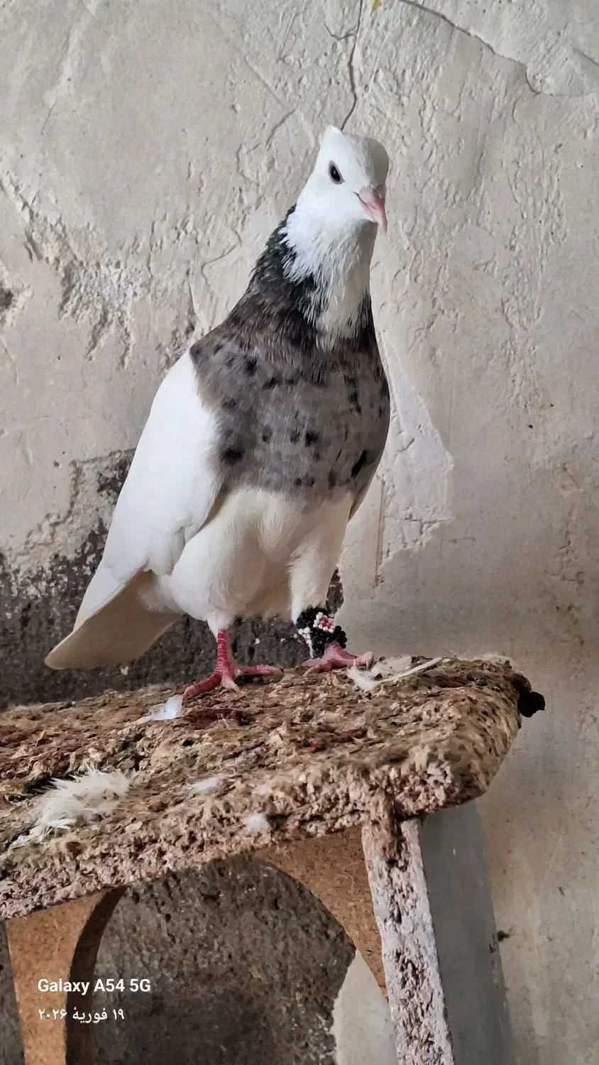 کبوتر|پرنده|جیرفت, |دیوار