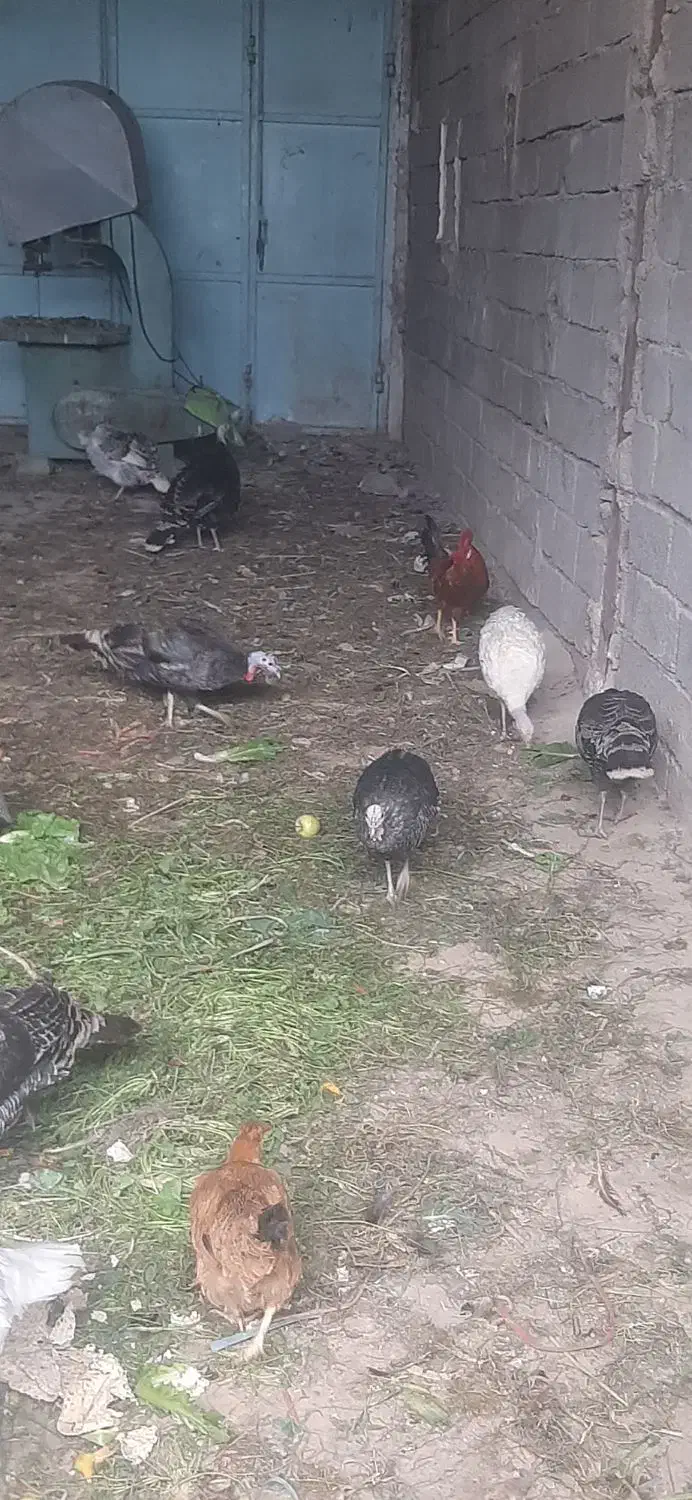 بوقلمون تخمگذار مرغ|حیوانات مزرعه|دزفول, |دیوار