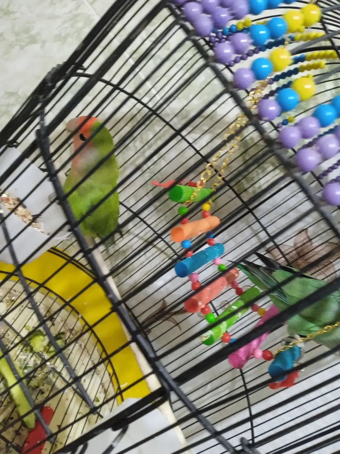 طوطی برزیلی|پرنده|بوکان, |دیوار