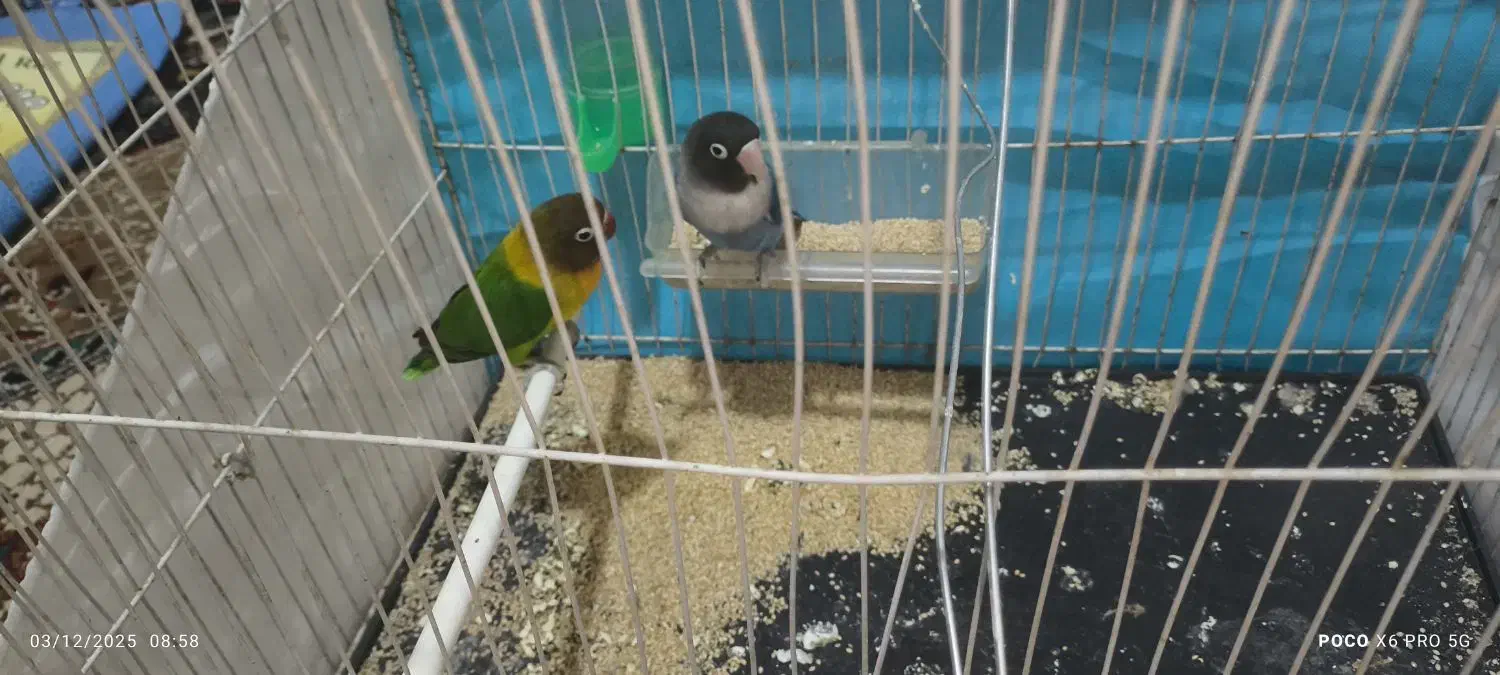 جفت کوتوله برزیلی|پرنده|تربت جام, میان جام|دیوار