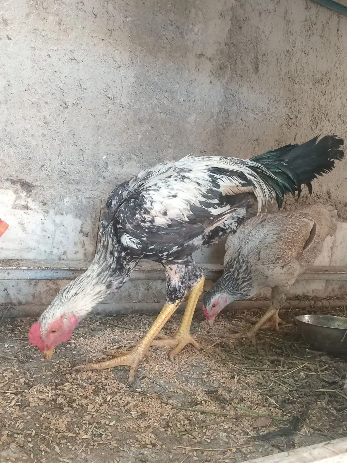 لاری|حیوانات مزرعه|کهنوج, |دیوار