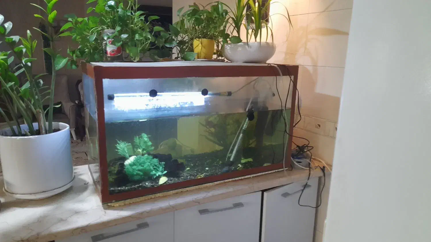 آکواریم  ماهی|ماهی|بندر انزلی, صابرحنان|دیوار