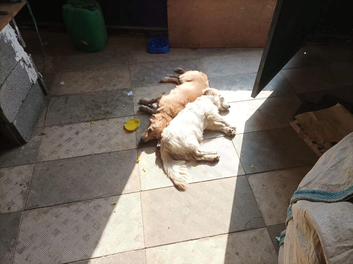 واگذاری سگ جک راسل|سگ|پاکدشت, پاکدشت (مامازند)|دیوار