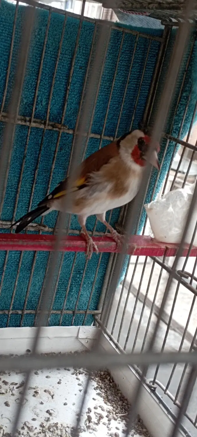 سره|پرنده|نسیم‌شهر, |دیوار
